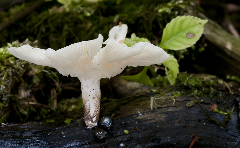 Lentinus tigrinus